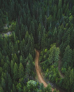 aerial photography of road surrounding trees during daytime thumbnail