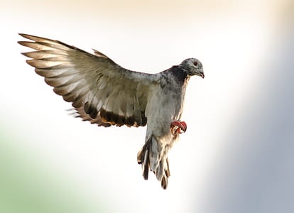 shallow focus photo of white and brown dove thumbnail