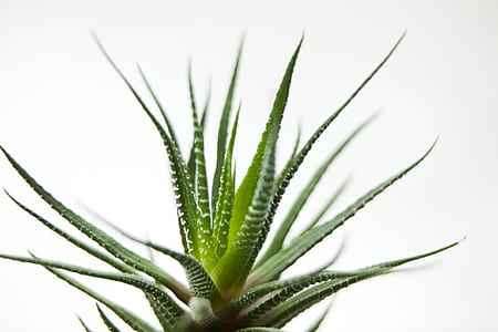 Aloe Vera plant thumbnail