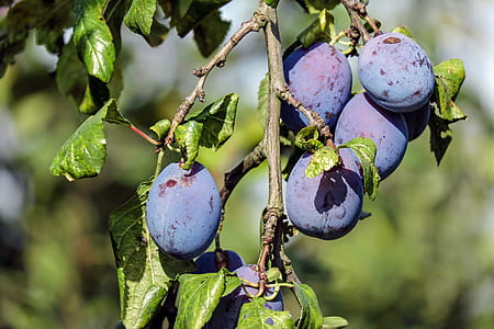 shallow focus of round brown fruits thumbnail