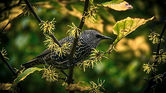 grey and black bird thumbnail