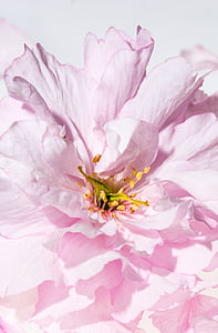 pink petaled flower thumbnail