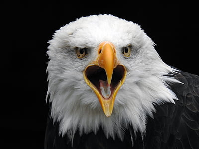 bald eagle thumbnail