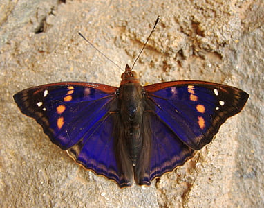 selective focus photography of blue, brown, and white spotted butterfly perched on brown surface thumbnail