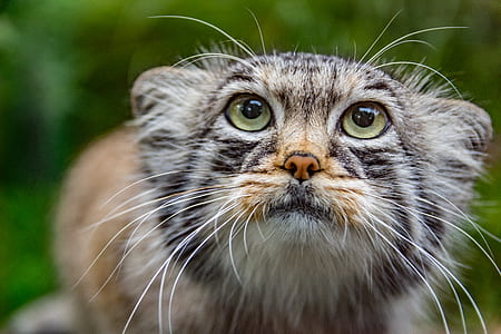 shallow focus photography of gray cat thumbnail