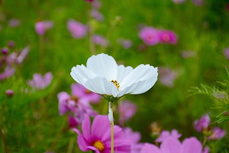 Selective Focus Photography of White Petaled Flower thumbnail