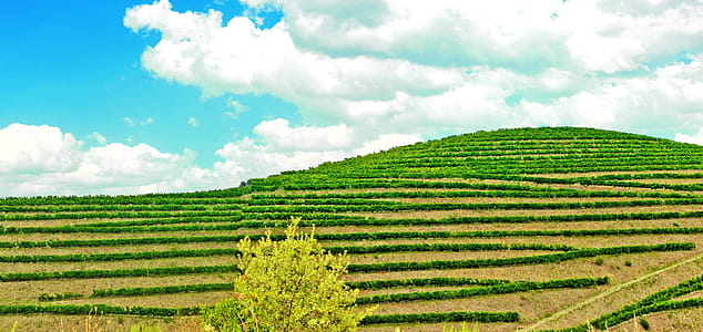 Vineyard - Douro Valley thumbnail