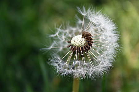 white dandelion flower thumbnail