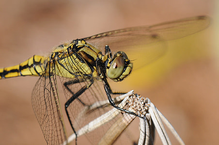 focus photography of yellow and black dragonfly thumbnail