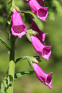 Thimble, Common Foxglove thumbnail