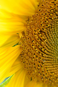close up photo of yellow flower thumbnail