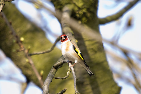 Bird, Chetna Sabharwal thumbnail