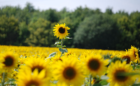 Sunflower field during daytime thumbnail