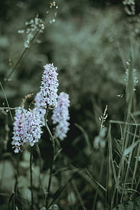 selective focus photography of pink petaled flowers thumbnail