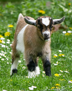 brown, white, and black goat on grass field thumbnail