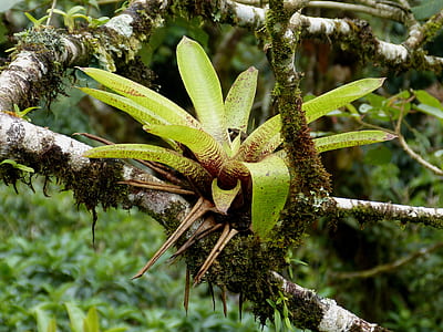 green plant on trunk thumbnail