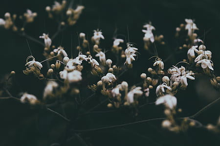 shallow lens photography of white flowers thumbnail