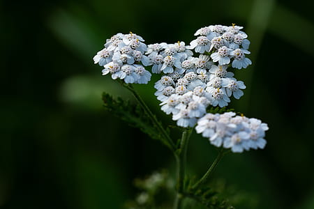 selective focus photography of white petaled flowers thumbnail