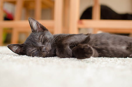 black kitten lying on flooring thumbnail
