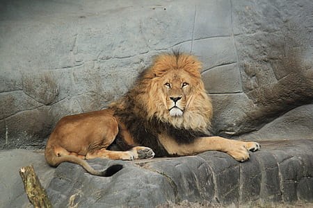 brown lion lying down thumbnail