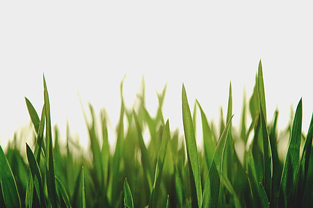 selective focus photo of green grass during daytime thumbnail