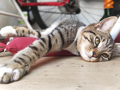 orange tabby cat on floor thumbnail