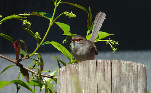 brown bird perching on gray wooden plunk thumbnail