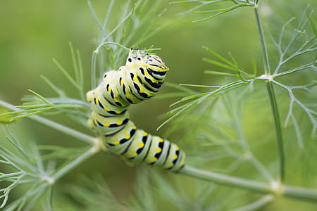 black swallowtail caterpillar thumbnail
