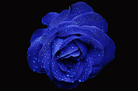 wet blue rose thumbnail