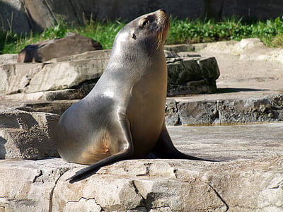 gray seal on focus photo thumbnail