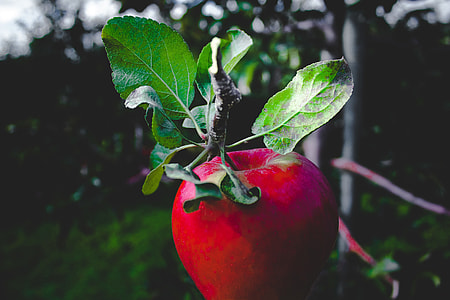 Red apple in a tree thumbnail