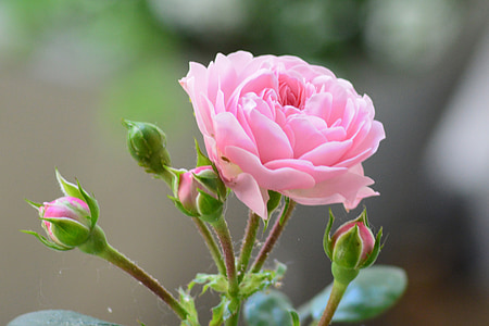 shallow focus of pink rose thumbnail