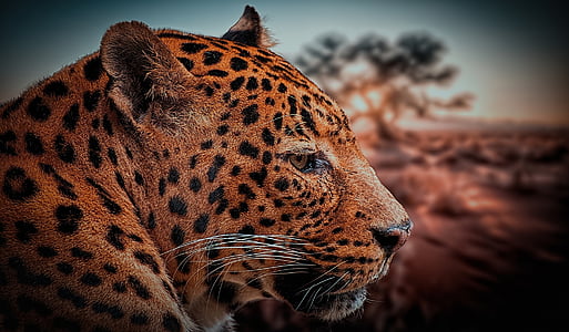 closeup photo of cheetah thumbnail