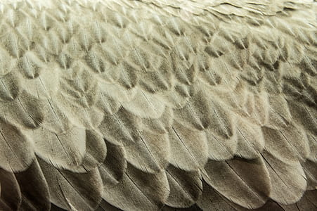 brown bird feathers thumbnail