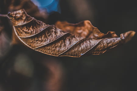 dried brown leaf thumbnail