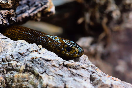 selective focus photo of snake on the white rock thumbnail