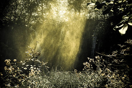 forest clearing filled with sunbeam during daytime thumbnail