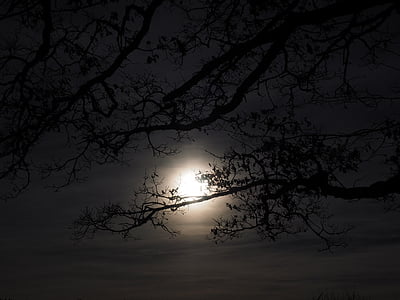 silhouette of tree branches during night thumbnail