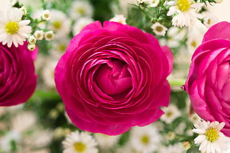 three pink peonies and baby's breath thumbnail