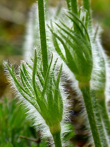close up photo of green pant thumbnail