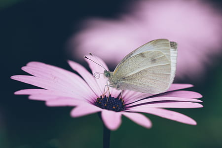 brown butterfly on pink petaled flower thumbnail