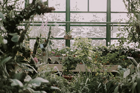 green leaf plants in garden thumbnail