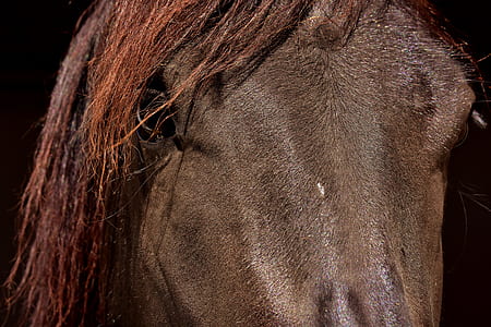 closeup photo of horse head thumbnail