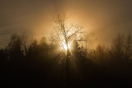 silhouette of tree during sunset thumbnail