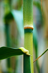 green bamboo thumbnail