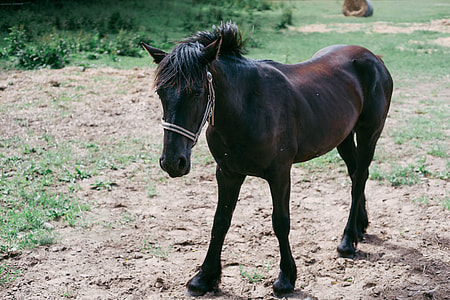Foal on a pasture thumbnail