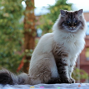 cat beside plant thumbnail