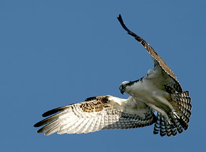 low angle of white and brown eagle in flight thumbnail