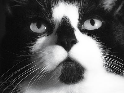 short-haired white and black cat thumbnail