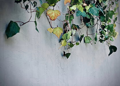 vines covering white-painted wall thumbnail